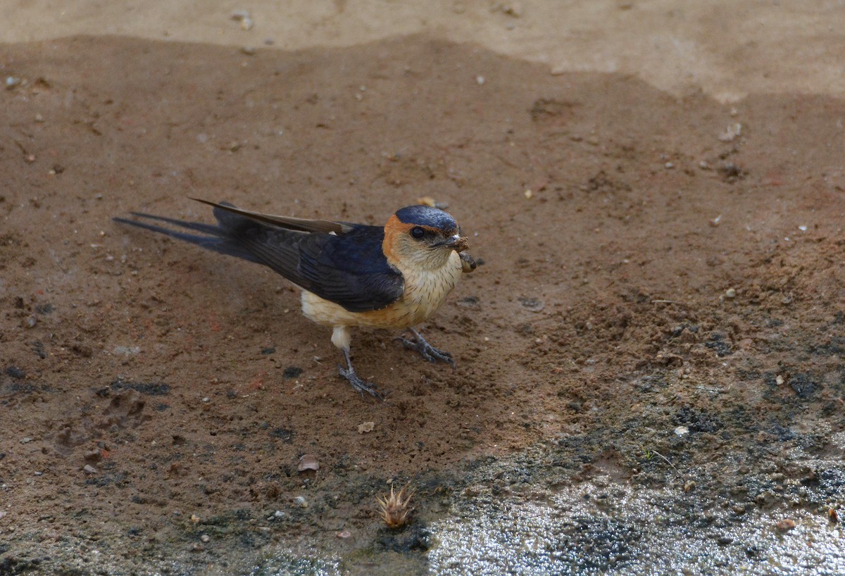 European Red-rumped Swallow - ML646247500