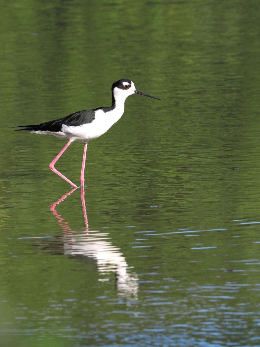 Black-necked Stilt - ML646247503