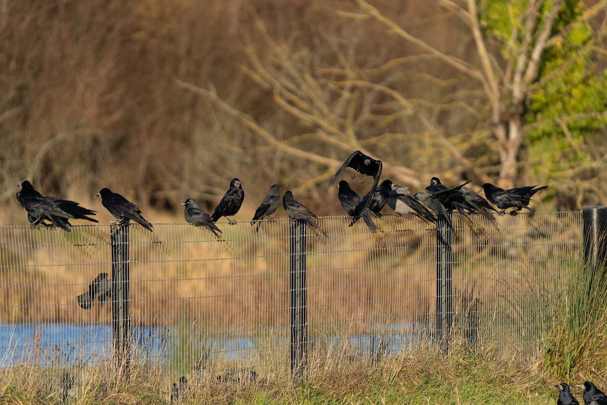 Ekin Kargası - ML646247504