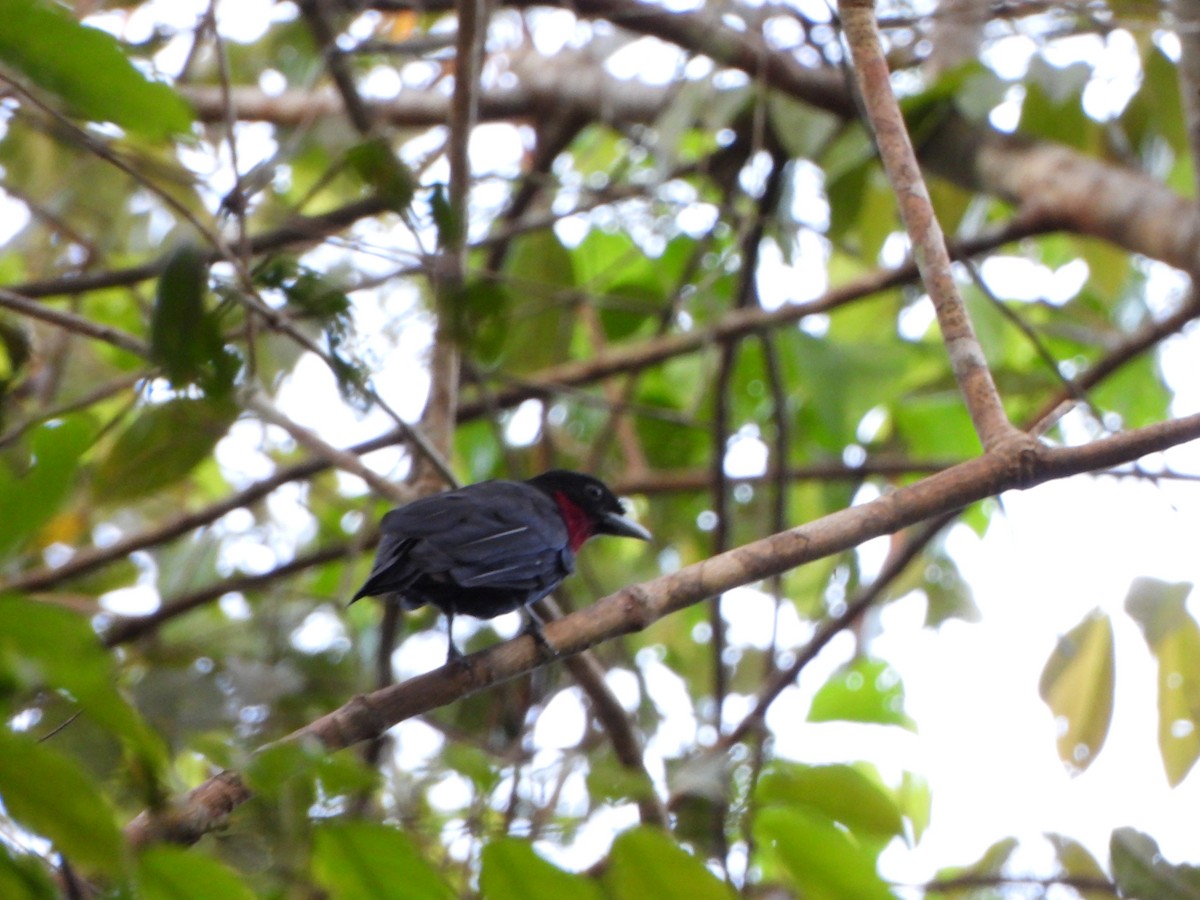 Purple-throated Fruitcrow - ML646247511