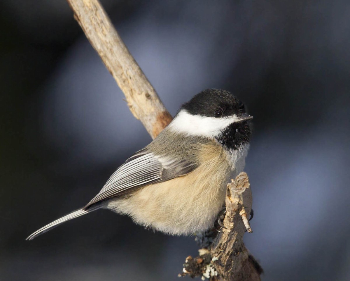 Black-capped Chickadee - ML646247512