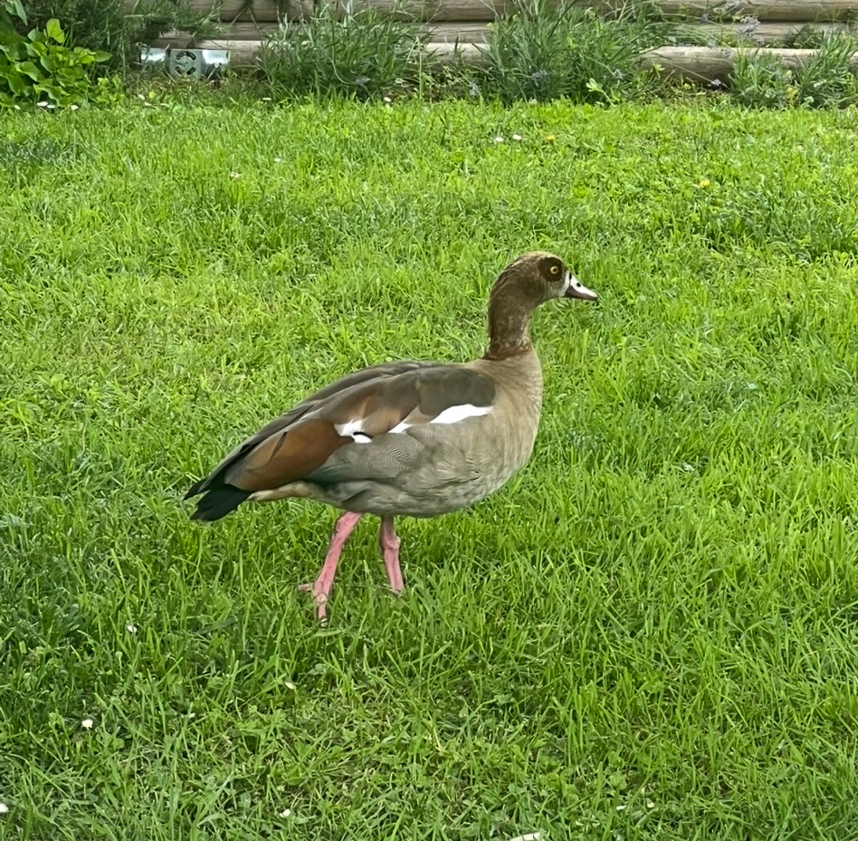 husice nilská - ML646247517