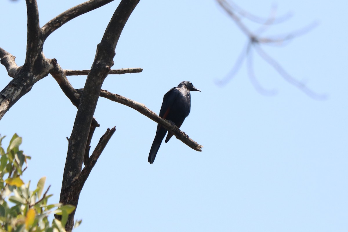 špaček rudokřídlý - ML646247518