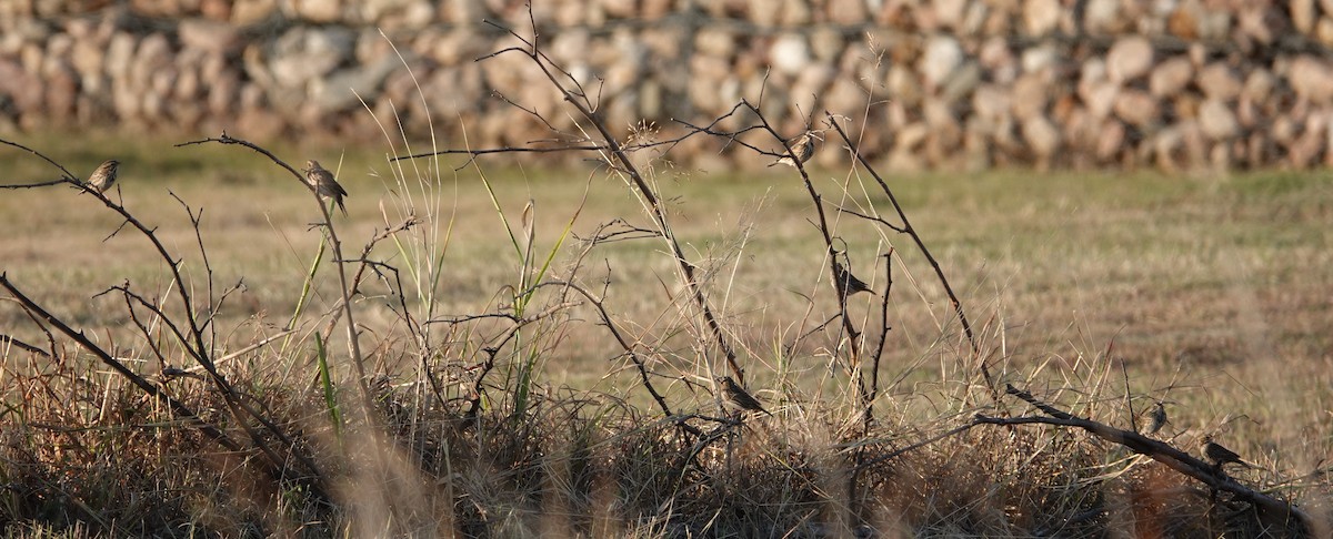 strnadec luční - ML646247519