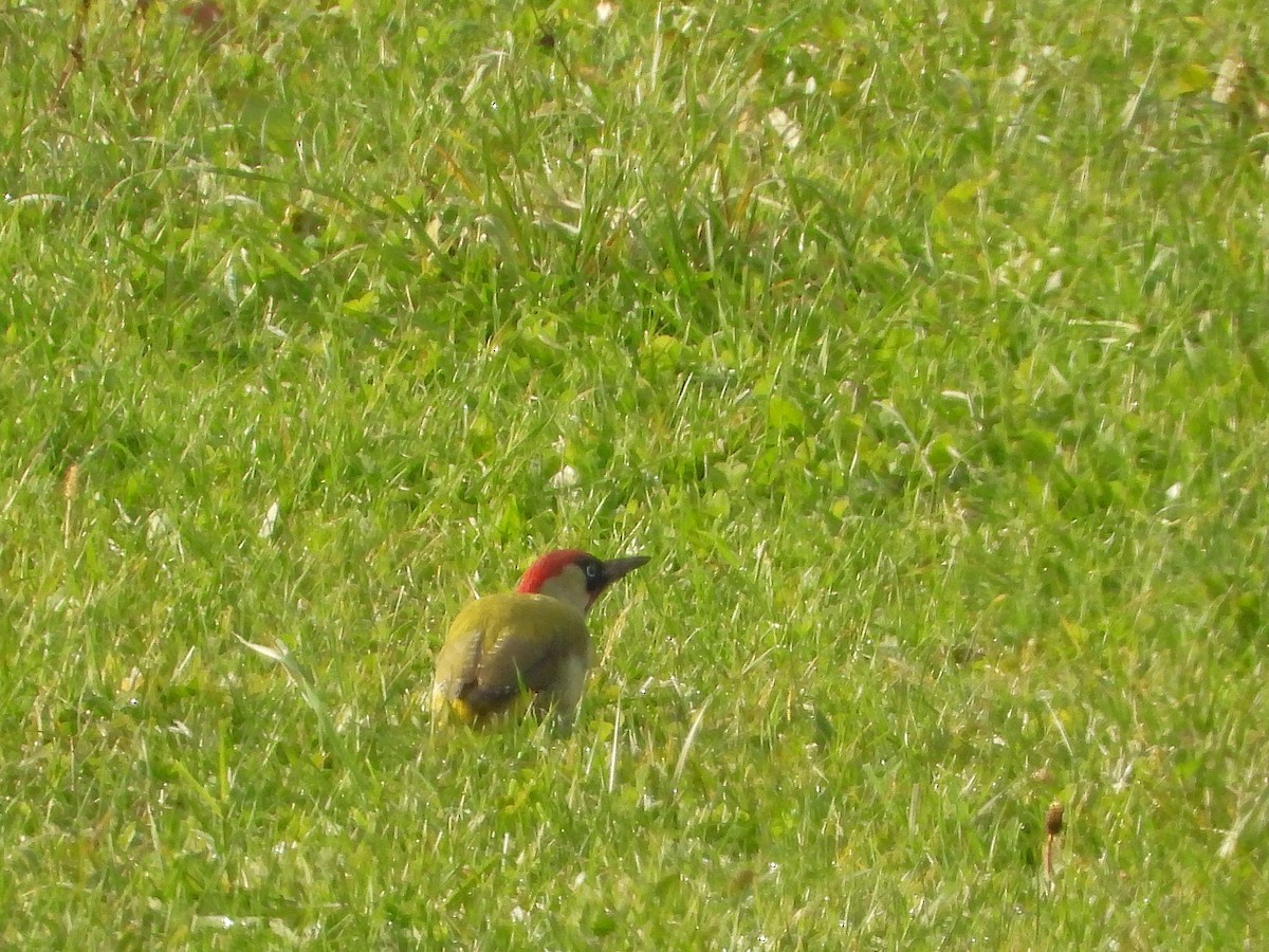 žluna zelená - ML646247520