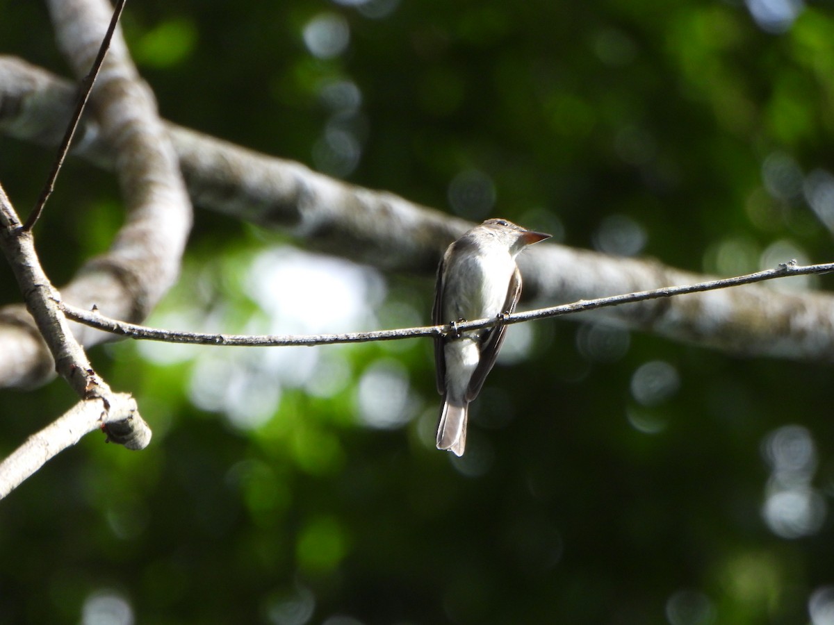 tyranovec východní - ML646247521