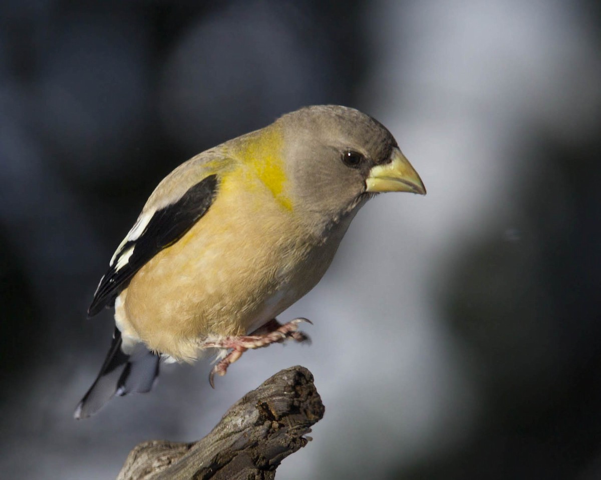 dlask žlutočelý - ML646247522