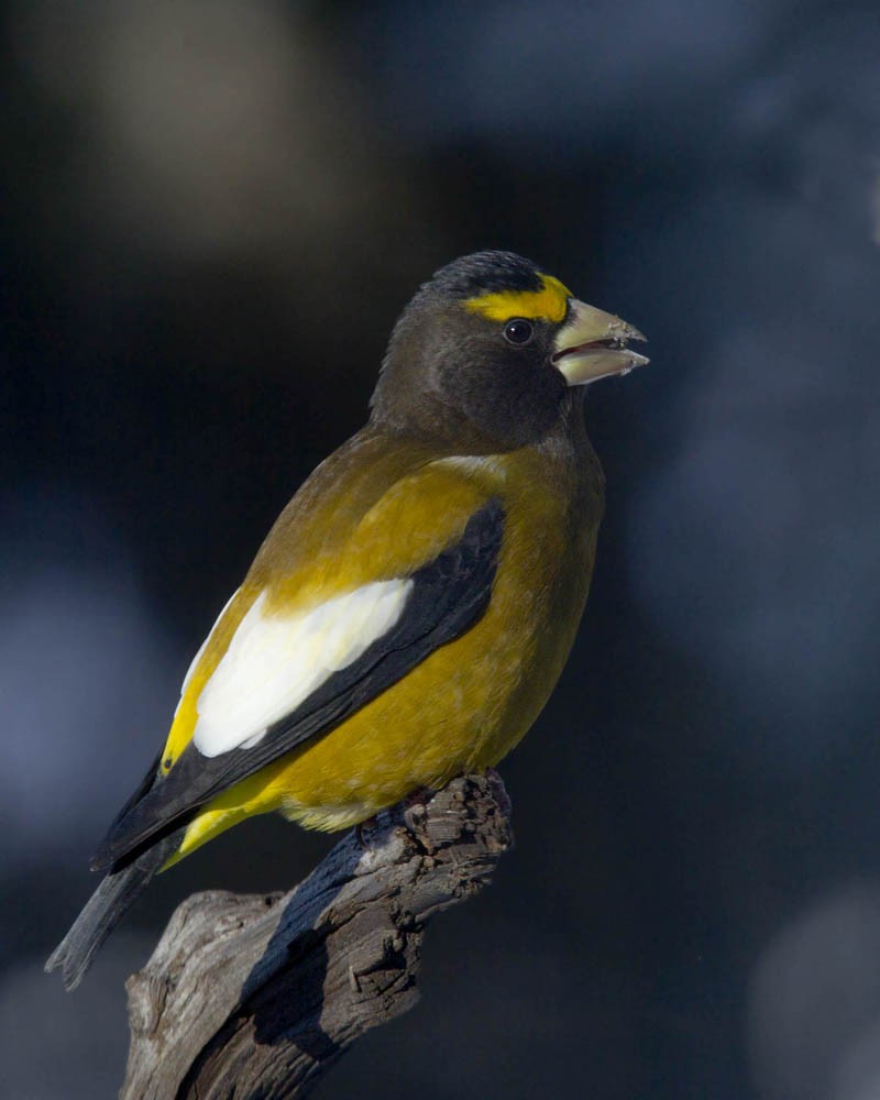 dlask žlutočelý - ML646247523