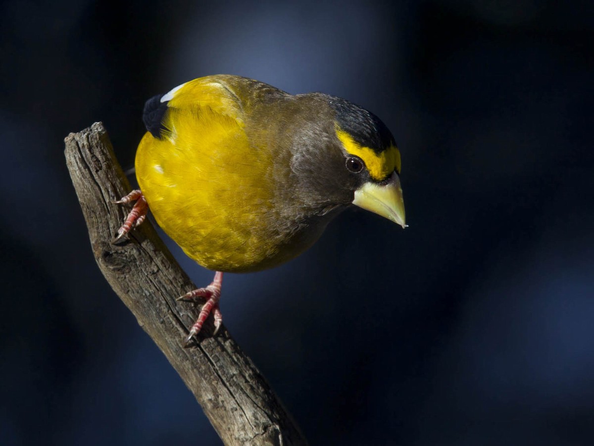 dlask žlutočelý - ML646247524