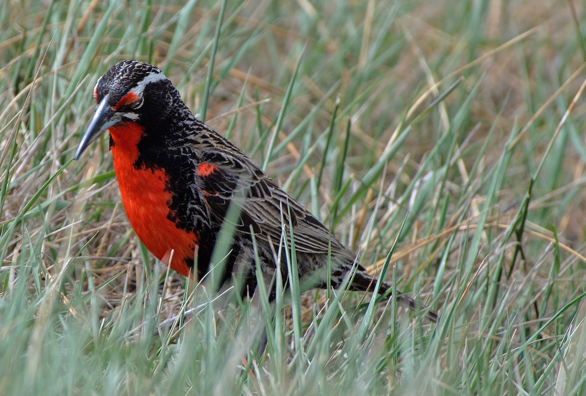 Long-tailed Meadowlark - ML646247525