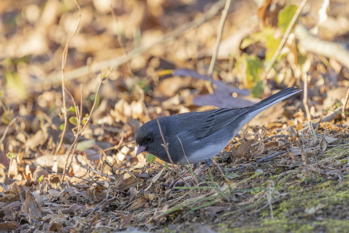 strnadec zimní - ML646247527