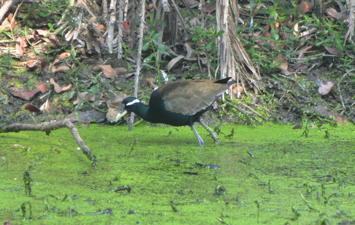 ostnák hnědoocasý - ML646247528