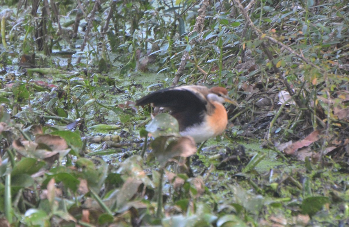 ostnák hnědoocasý - ML646247529