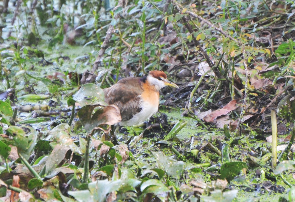 ostnák hnědoocasý - ML646247530