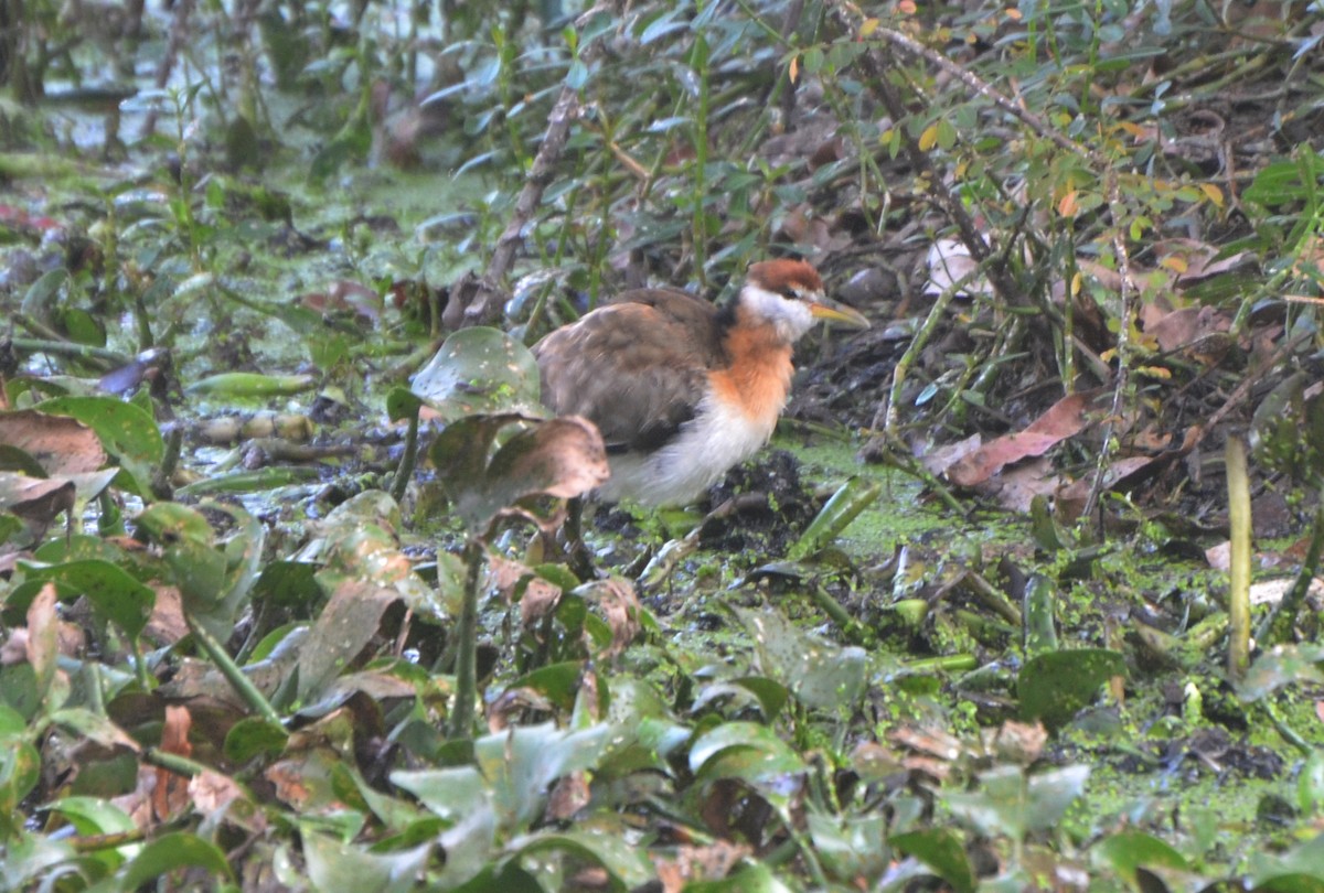 ostnák hnědoocasý - ML646247531