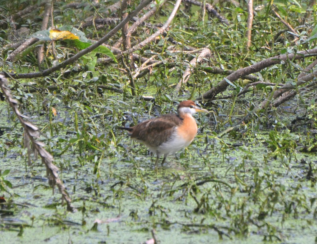 ostnák hnědoocasý - ML646247532