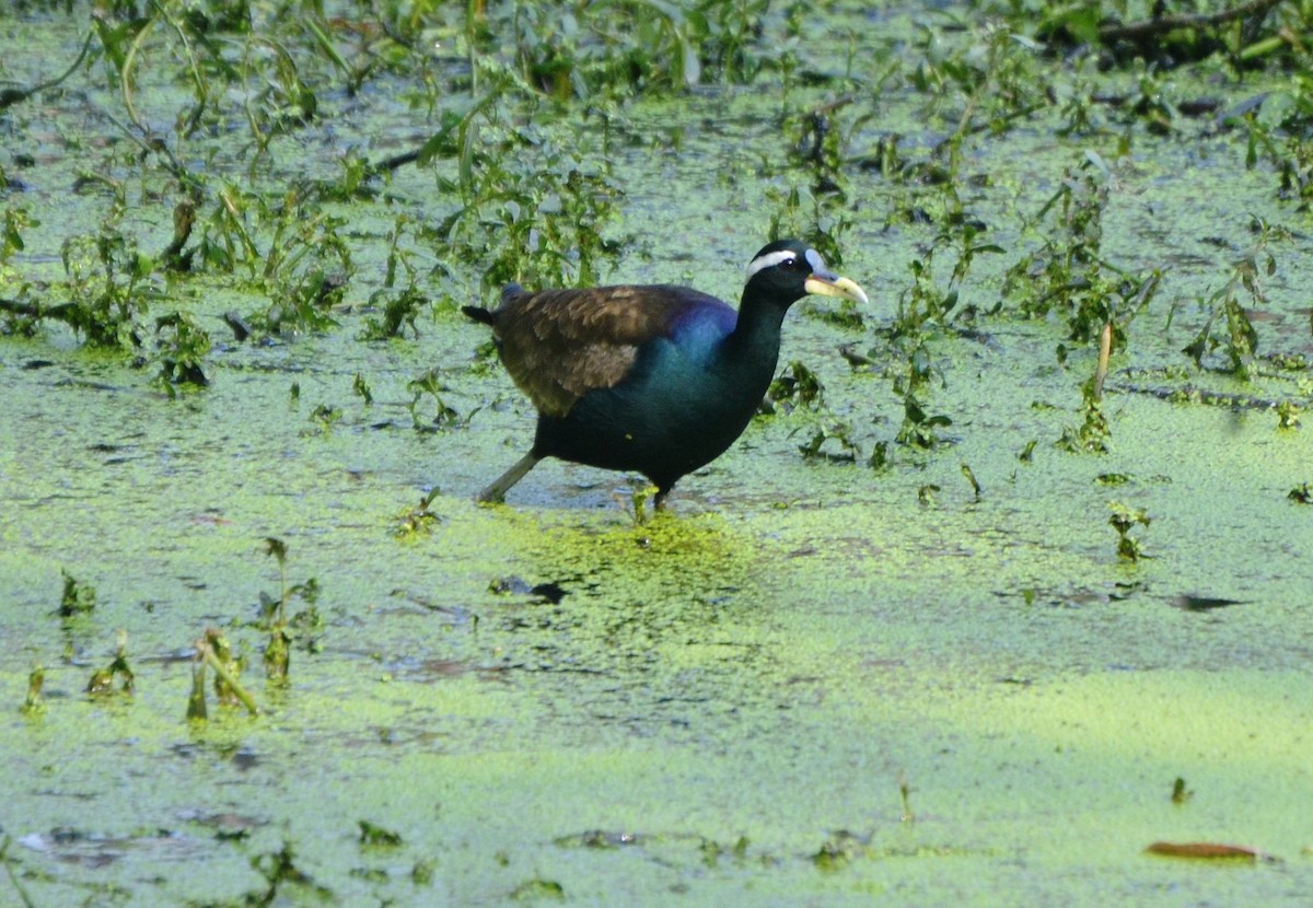 ostnák hnědoocasý - ML646247533