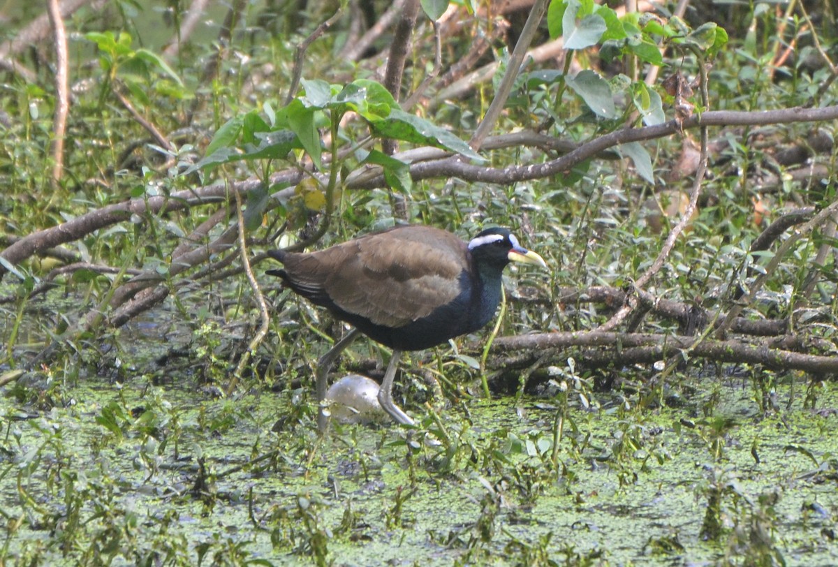 ostnák hnědoocasý - ML646247534