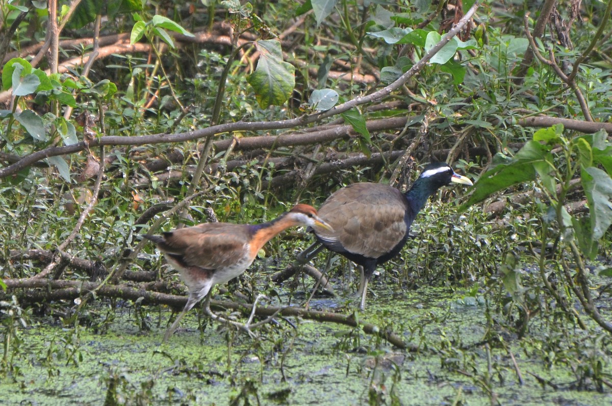 ostnák hnědoocasý - ML646247535