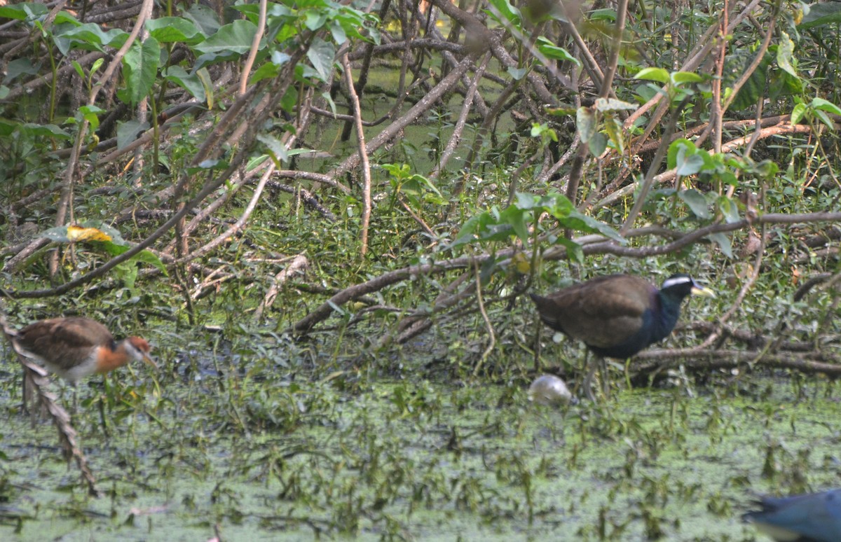 ostnák hnědoocasý - ML646247536