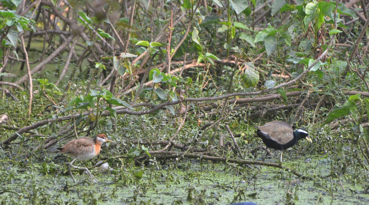 ostnák hnědoocasý - ML646247537