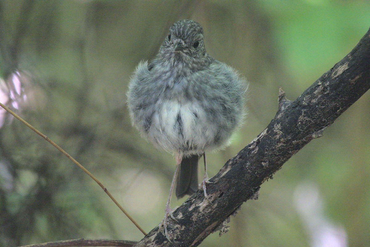 lejsčík proužkoprsý - ML646247538