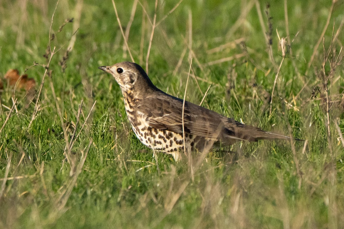 drozd brávník - ML646247539