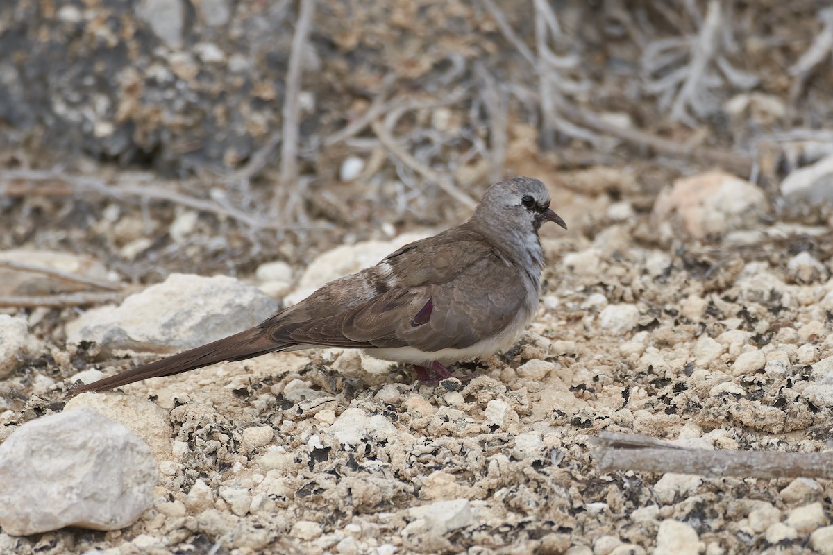 hrdlička kapská - ML646247540