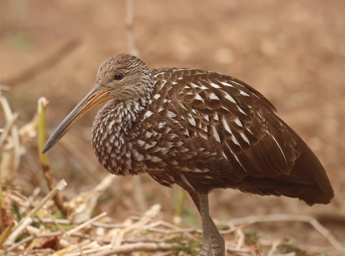 kurlan chřástalovitý [skupina pictus] - ML646247541