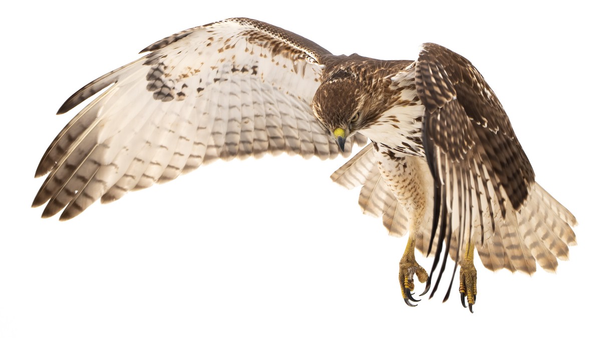 káně rudochvostá (ssp. borealis) - ML646247542