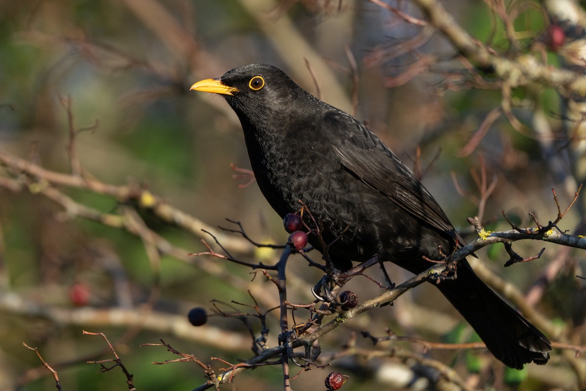 kos černý - ML646247543