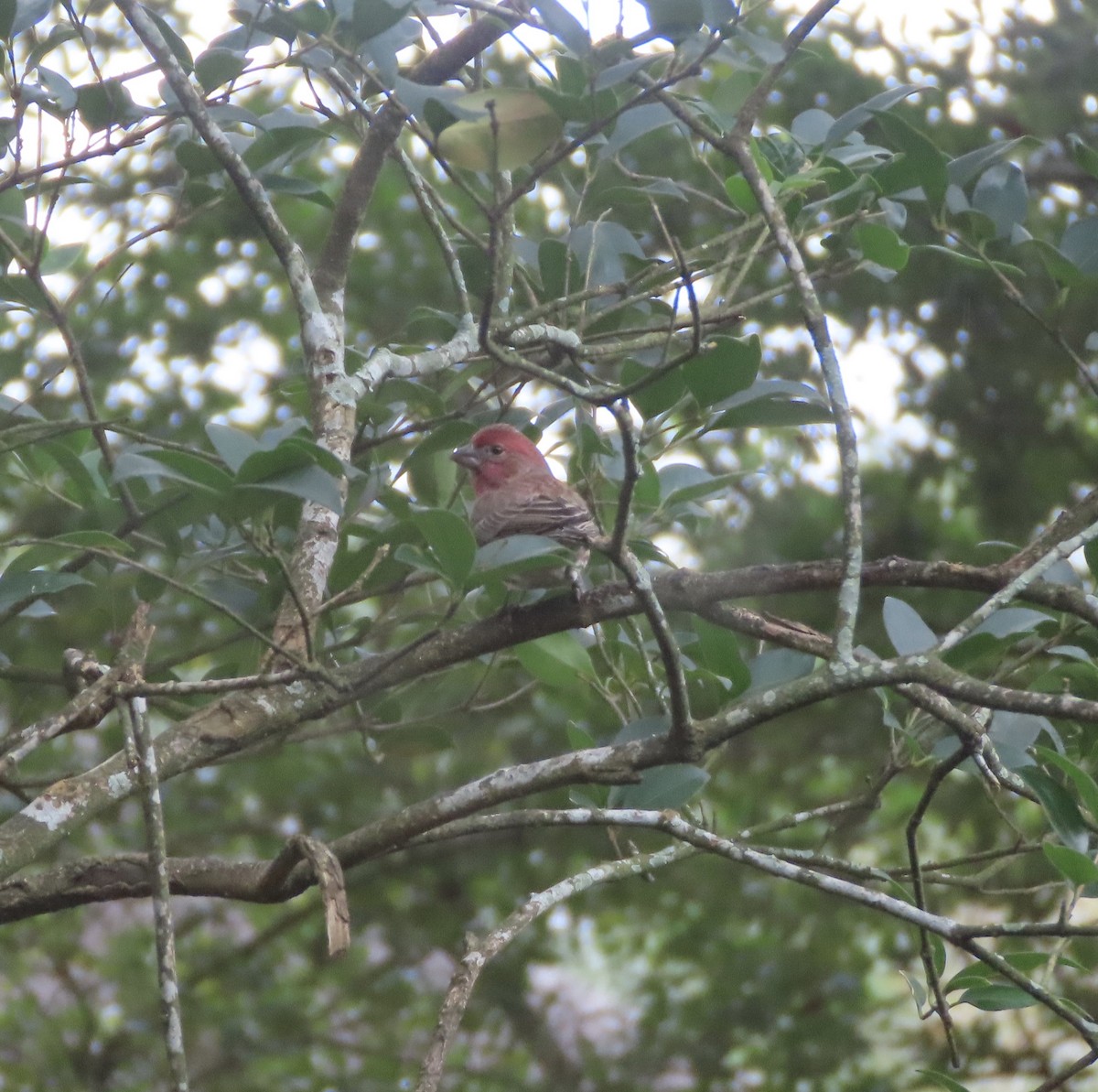 hýl rudoprsý - ML646247544