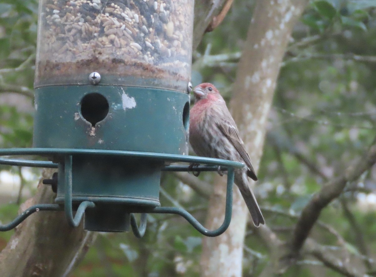 hýl rudoprsý - ML646247545