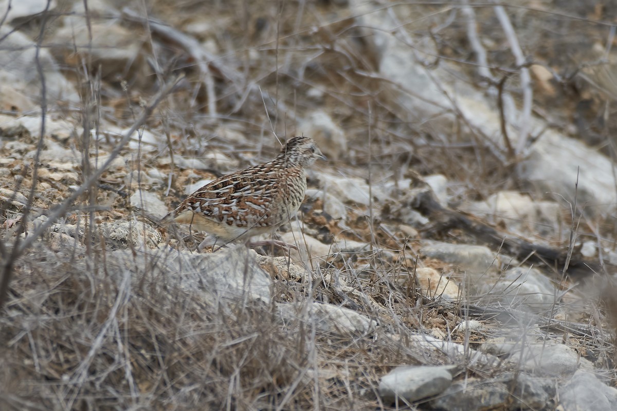 perepel madagaskarský - ML646247549