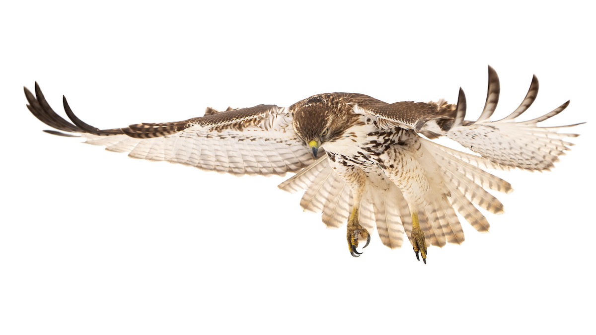 káně rudochvostá (ssp. borealis) - ML646247551