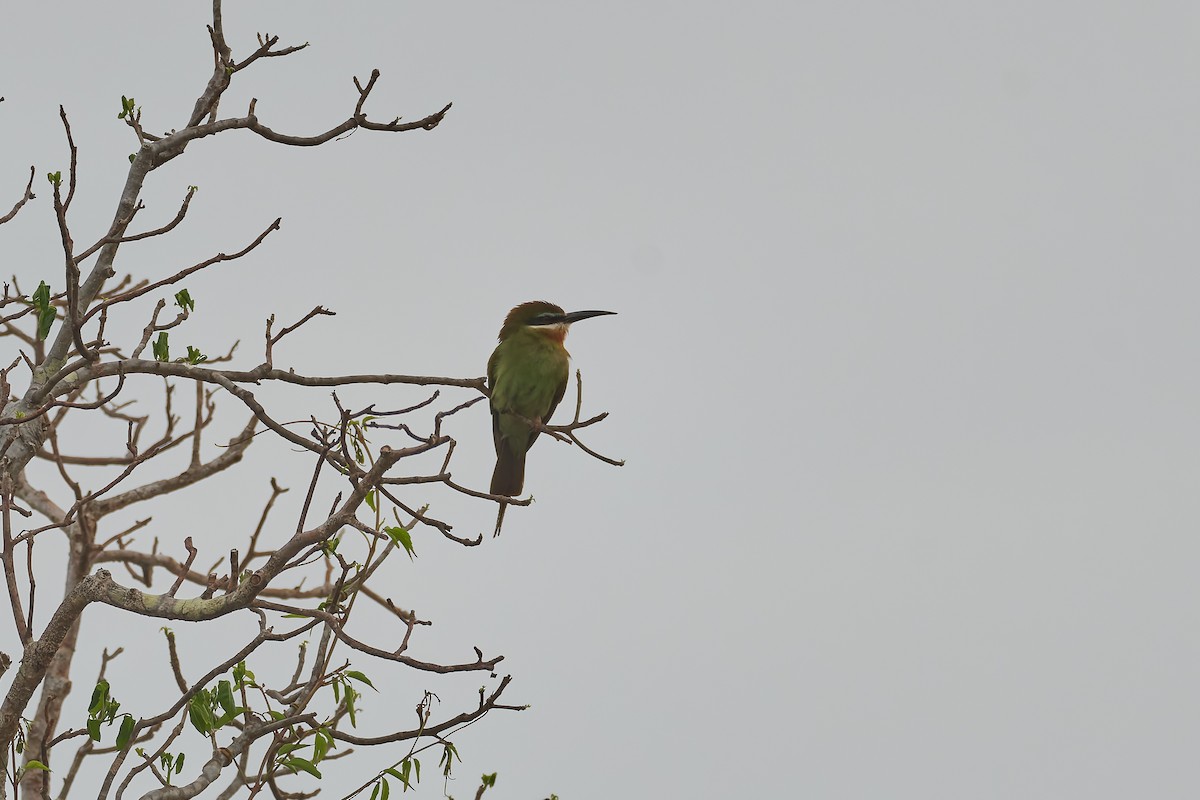 Olive Bee-eater - ML646247553