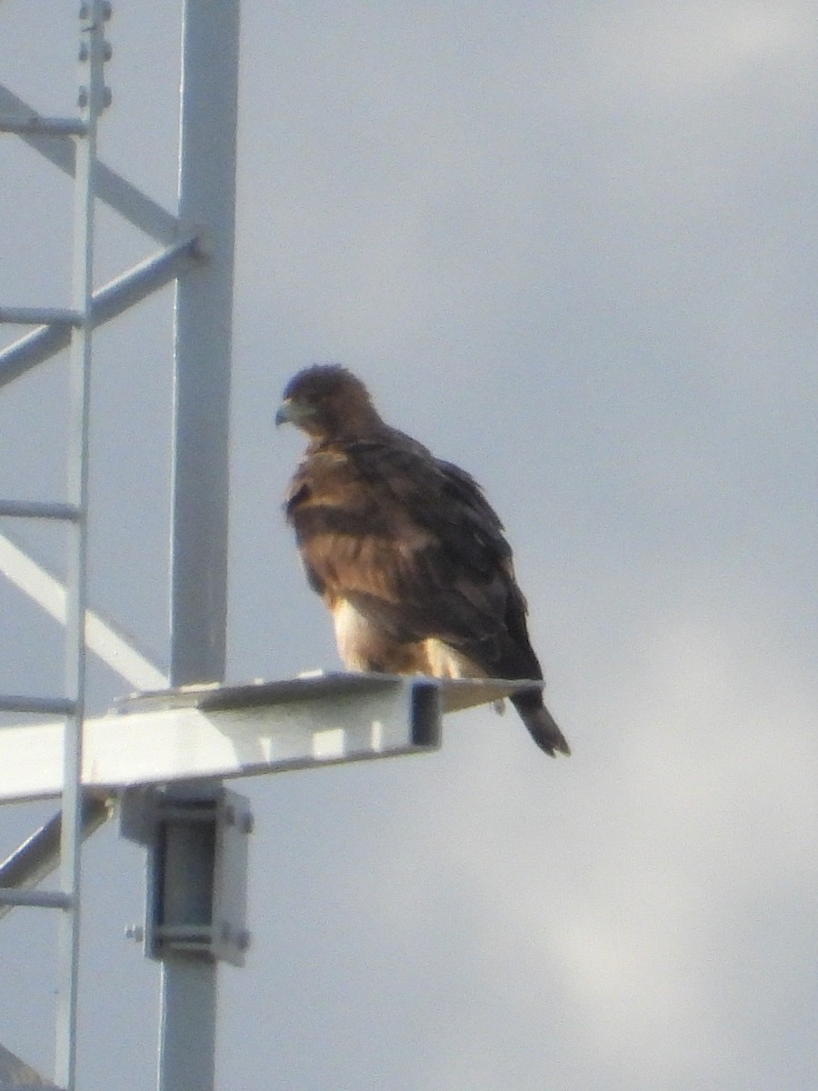 Bonelli's Eagle - ML646247554