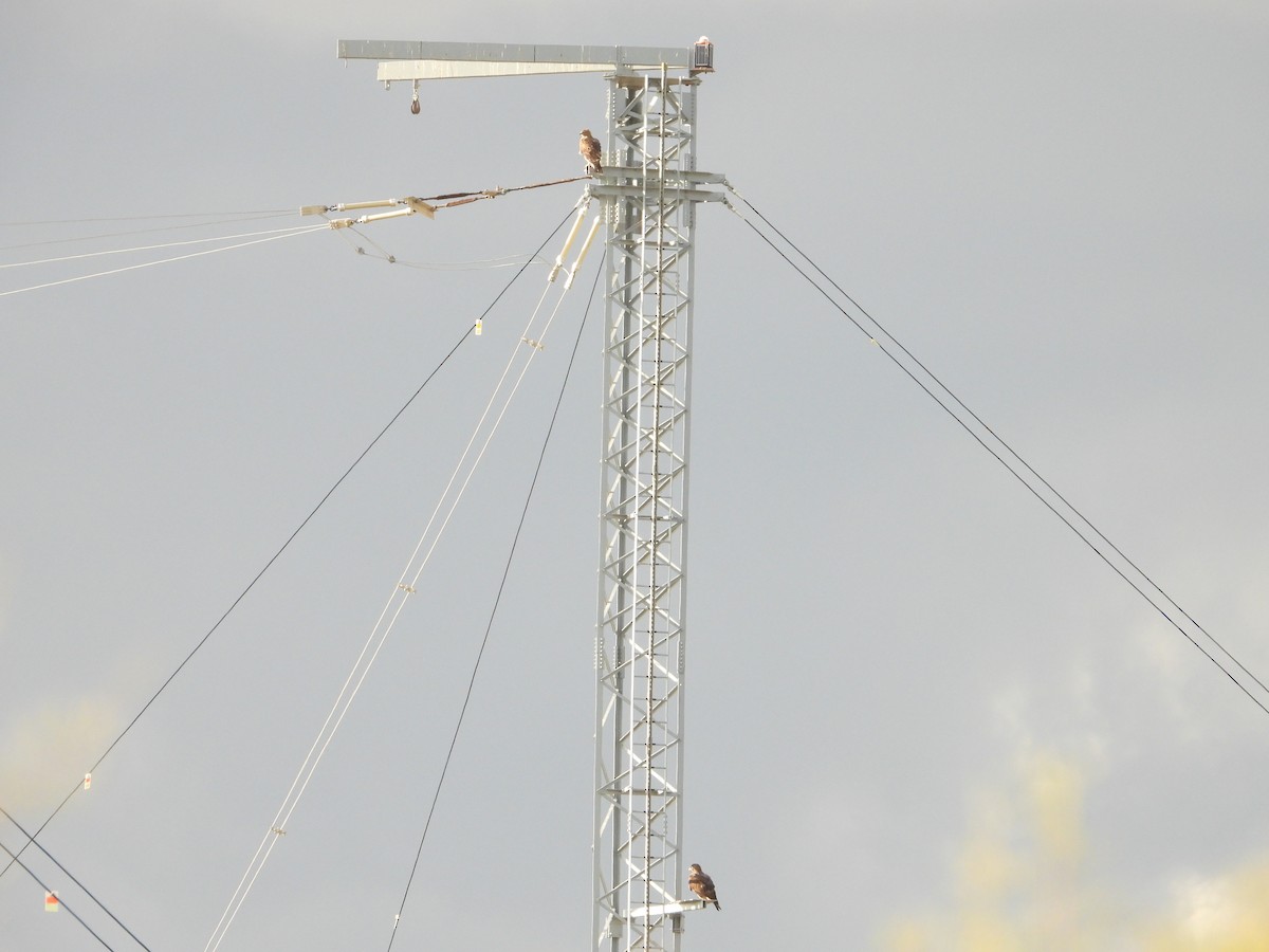 Bonelli's Eagle - ML646247555