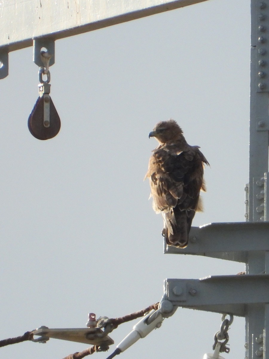 Bonelli's Eagle - ML646247556