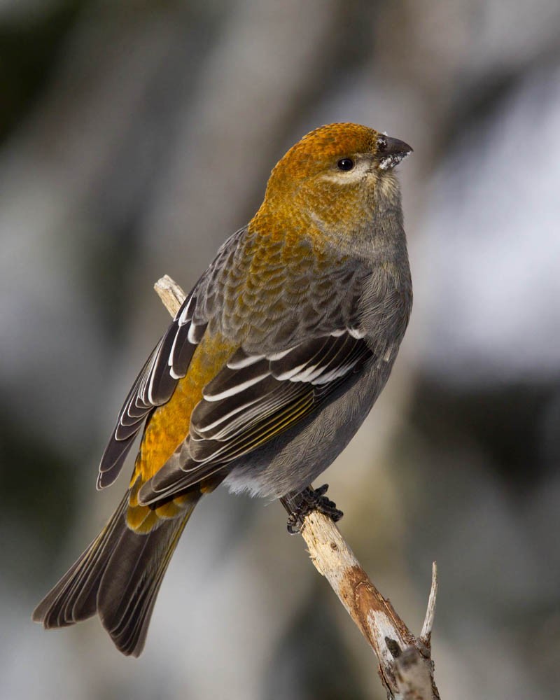 Pine Grosbeak - ML646247557