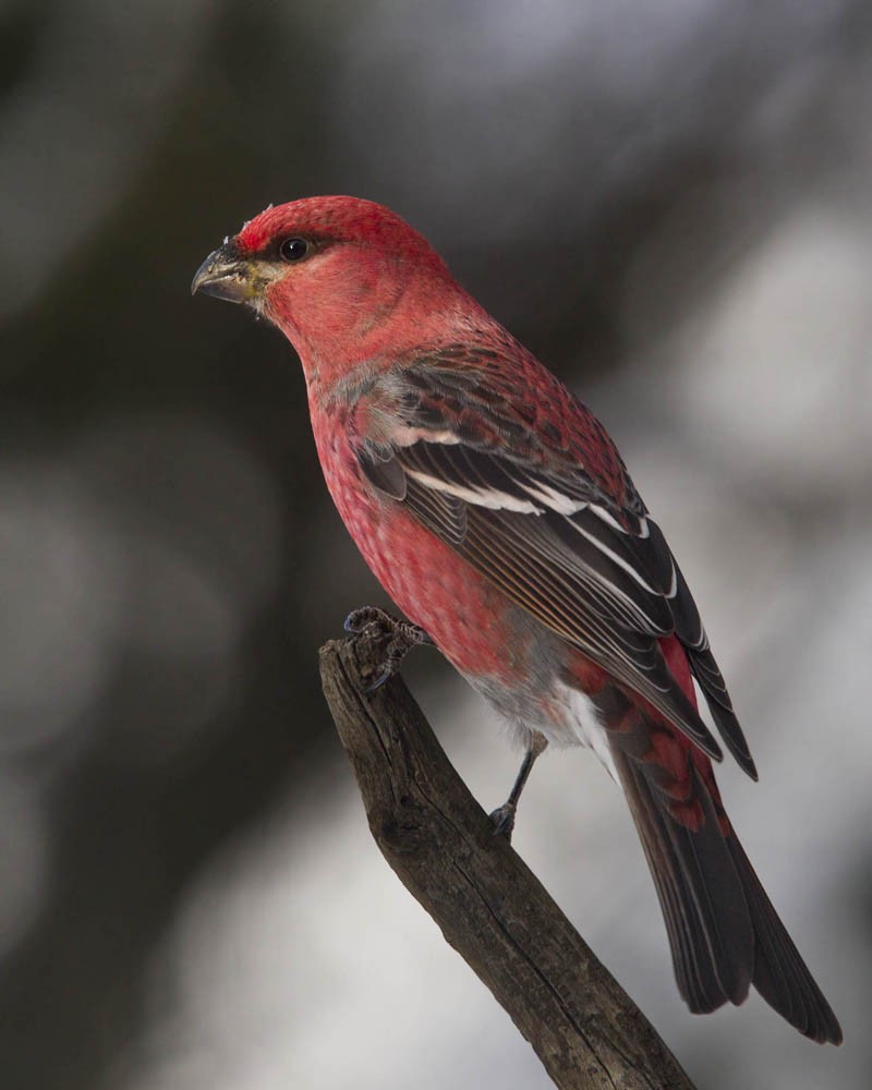 Pine Grosbeak - ML646247558