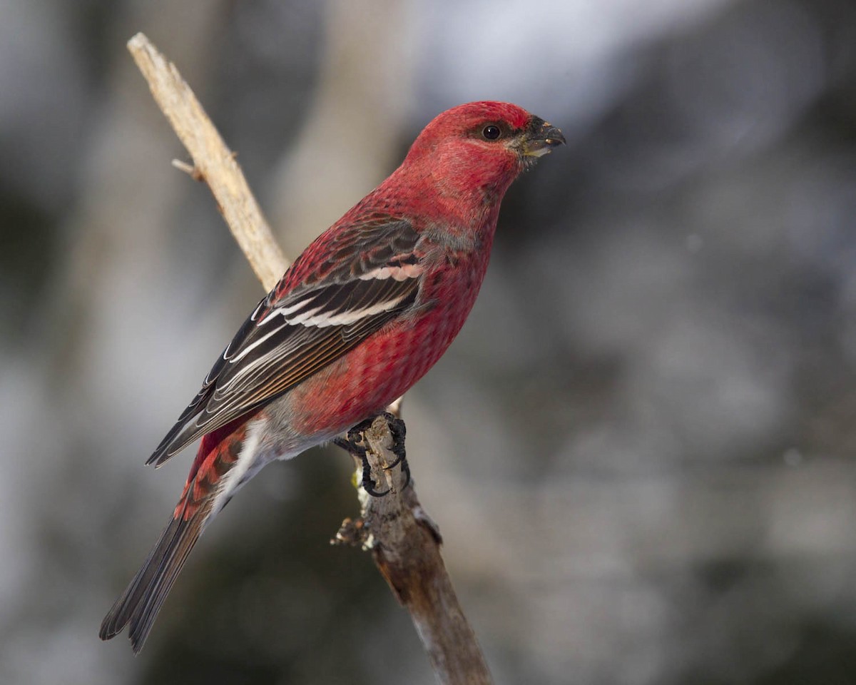 Pine Grosbeak - ML646247559