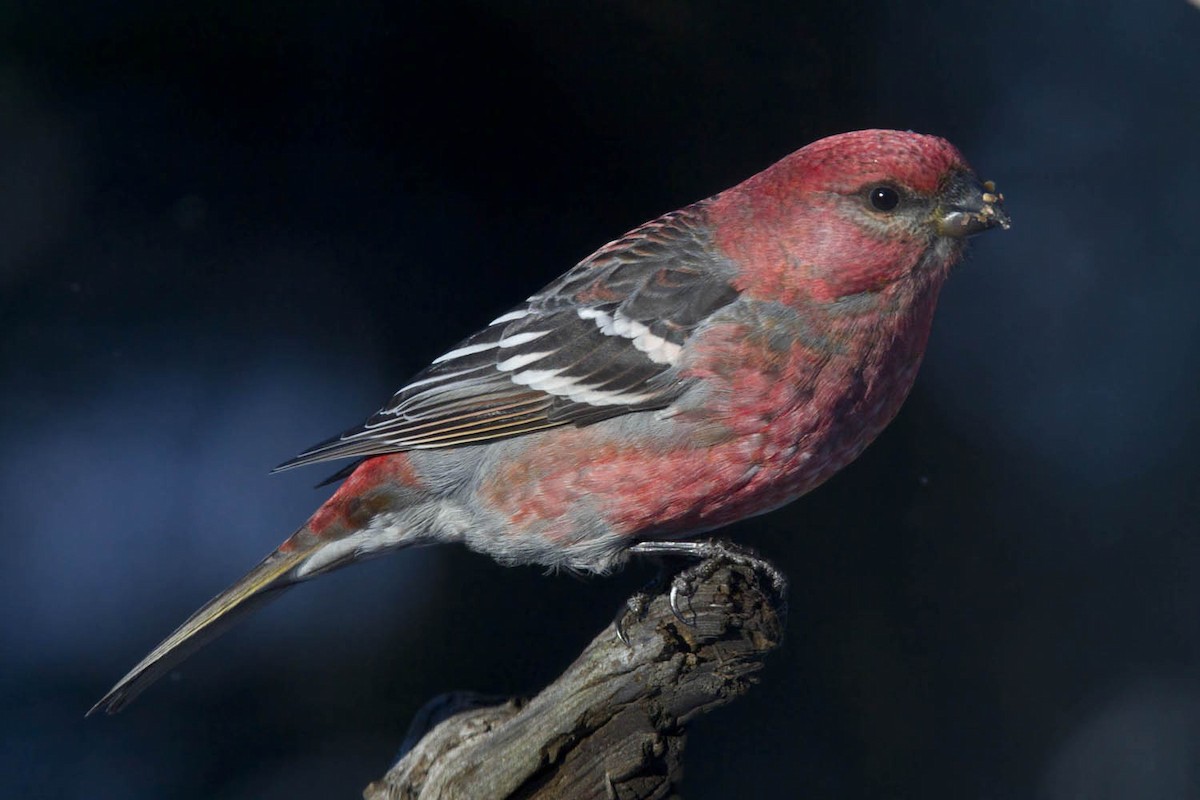 Pine Grosbeak - ML646247560