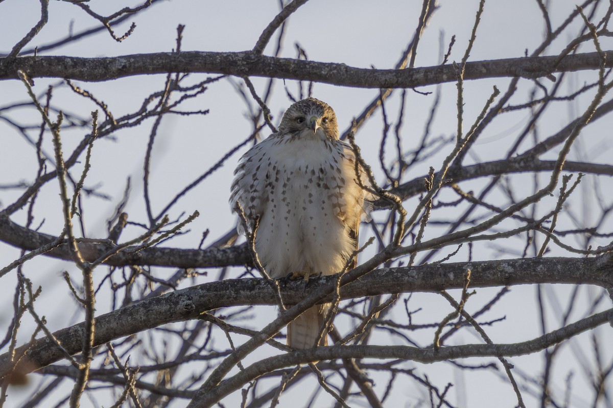 káně rudochvostá - ML646247561