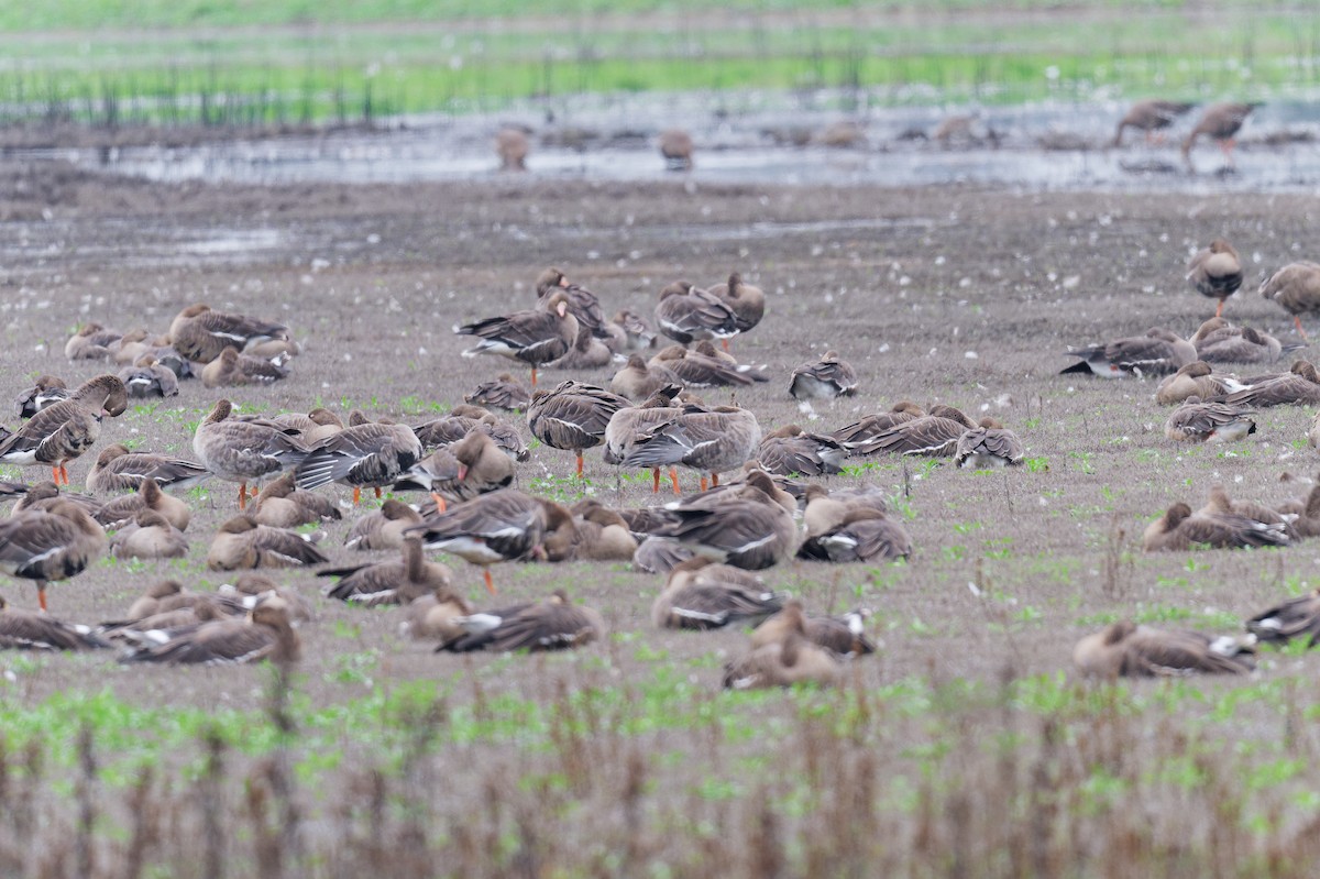 Greater White-fronted Goose - ML646247563