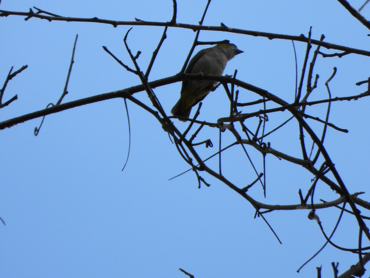 Golden-bellied Euphonia - ML646247564