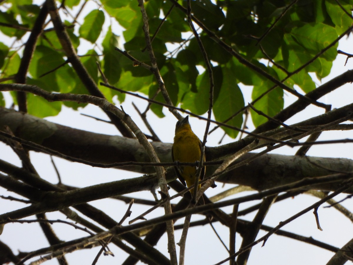 Golden-bellied Euphonia - ML646247565