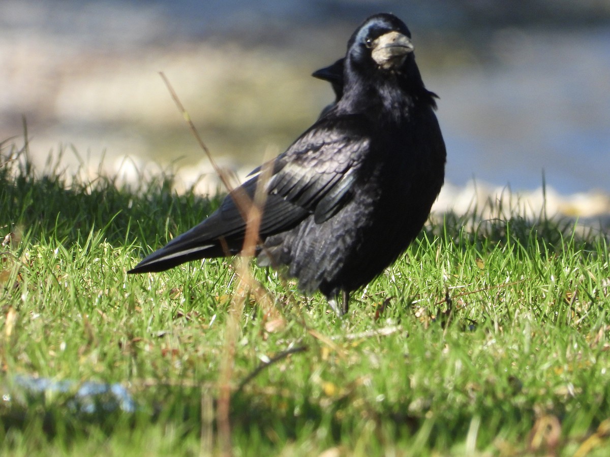 Ekin Kargası - ML646247568