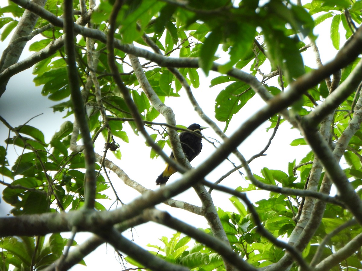 Yellow-rumped Cacique - ML646247570