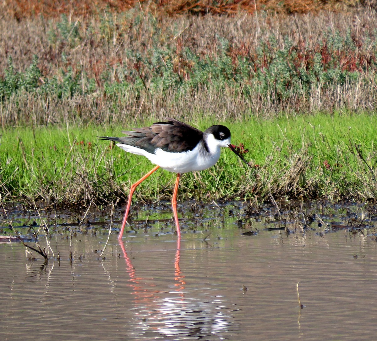 Black-necked Stilt - ML646247572